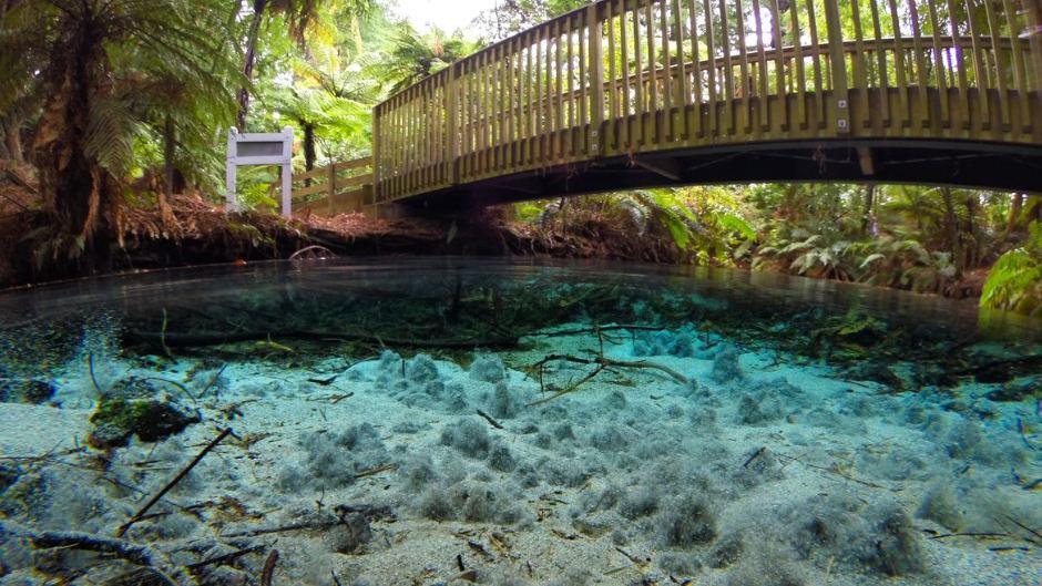 Hamurana Springs - Self Guided Walk