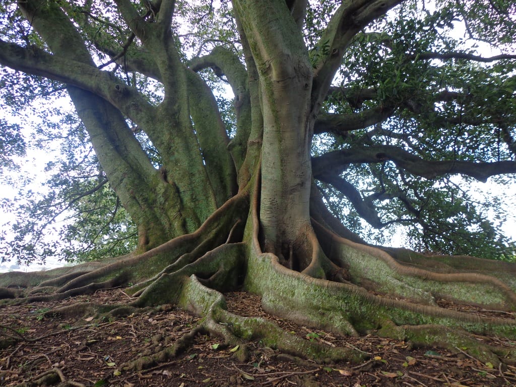 magnificent old tree at onhunga to pah homestead walk