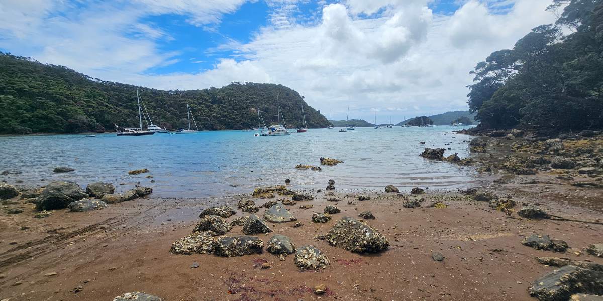 At the start of the walk looking out to Kiwiriki Bay