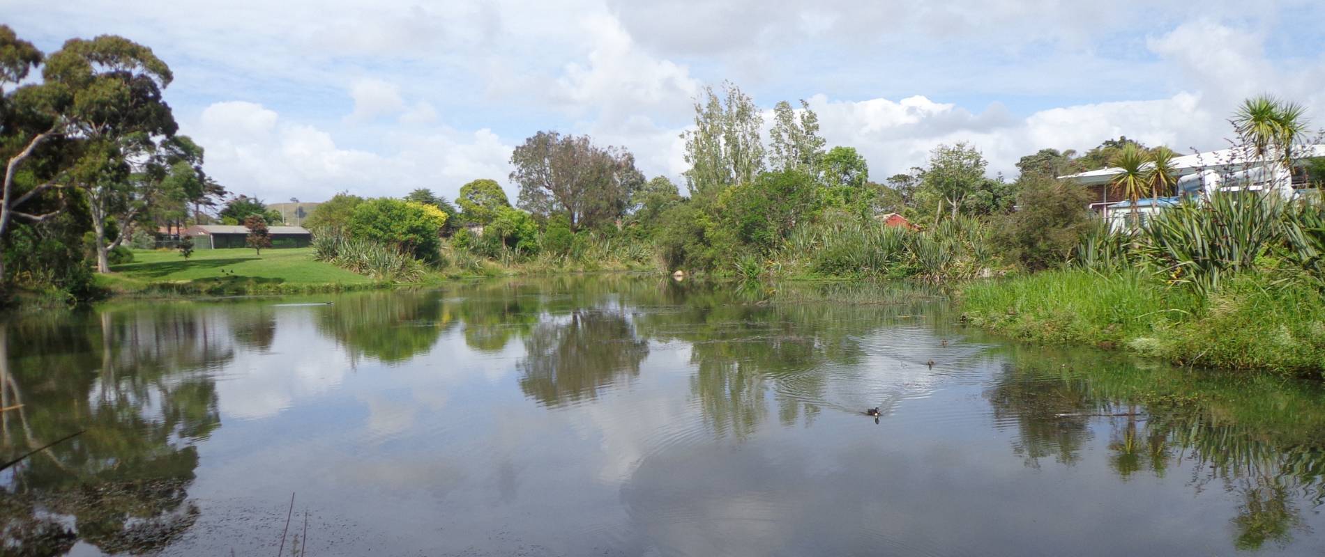 Pond at Point England near Auckland University Tamaki Campus