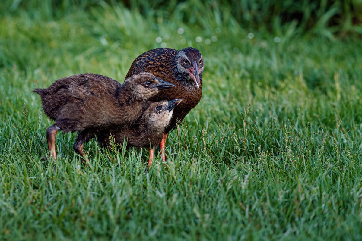 weka bird