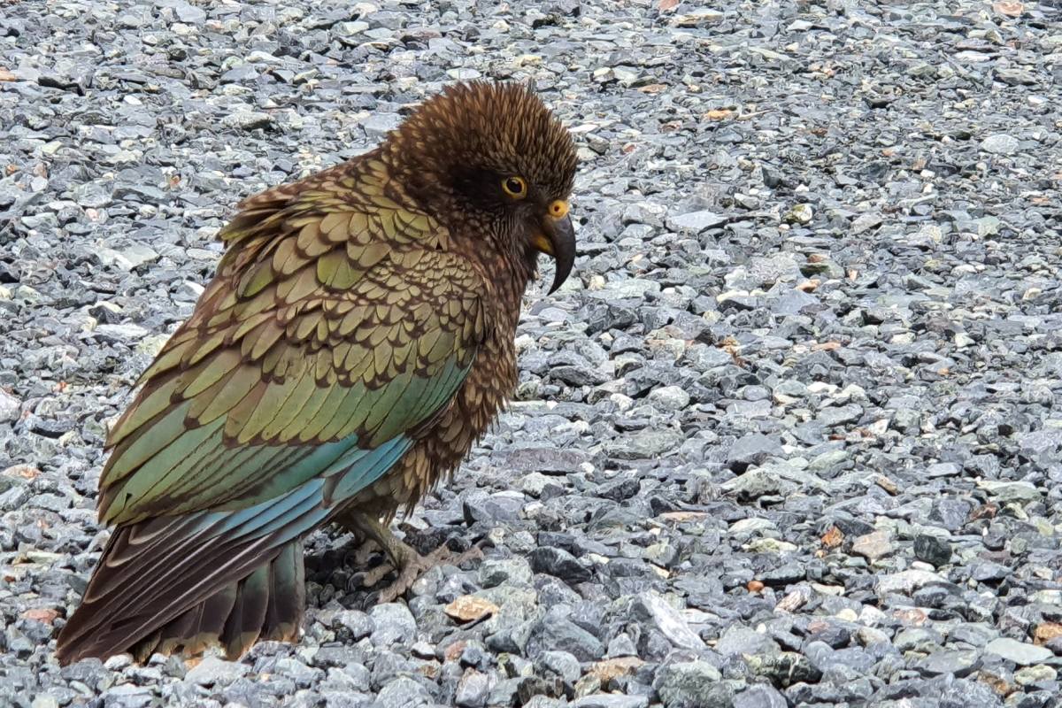 This Kea looks curious! But keep an eye on that beak - it can wreak havoc on a car
