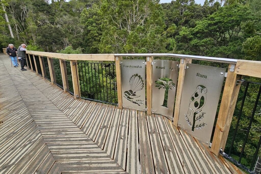 Kauri Glen Treetops Loop Walk - Freewalks.nz