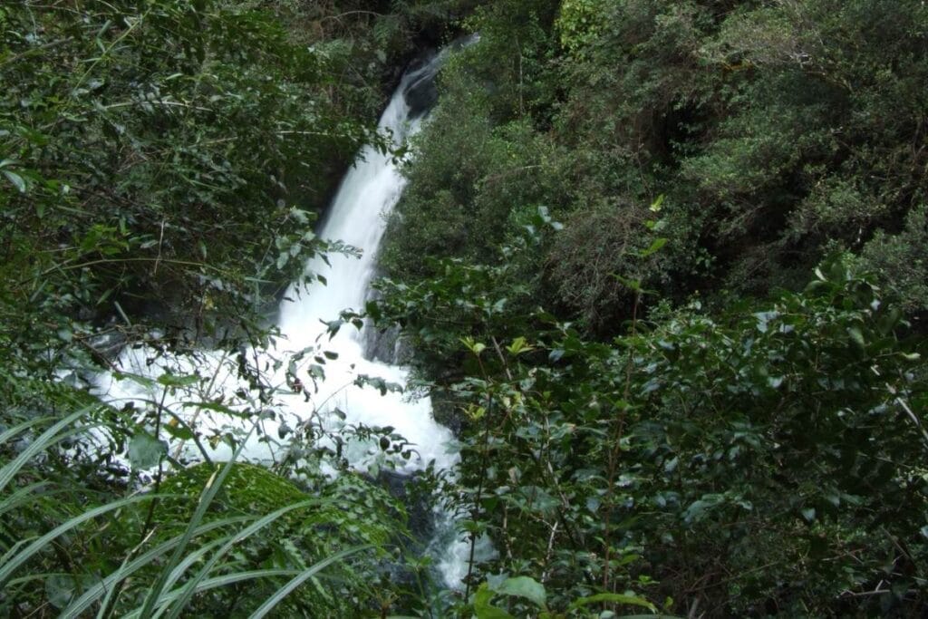 Whirinaki Waterfall Loop Track