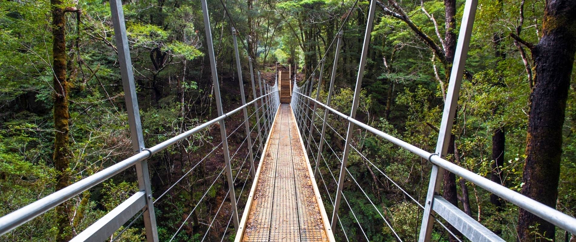 Get High on Nature The Hokitika Tree Walk Adventure!