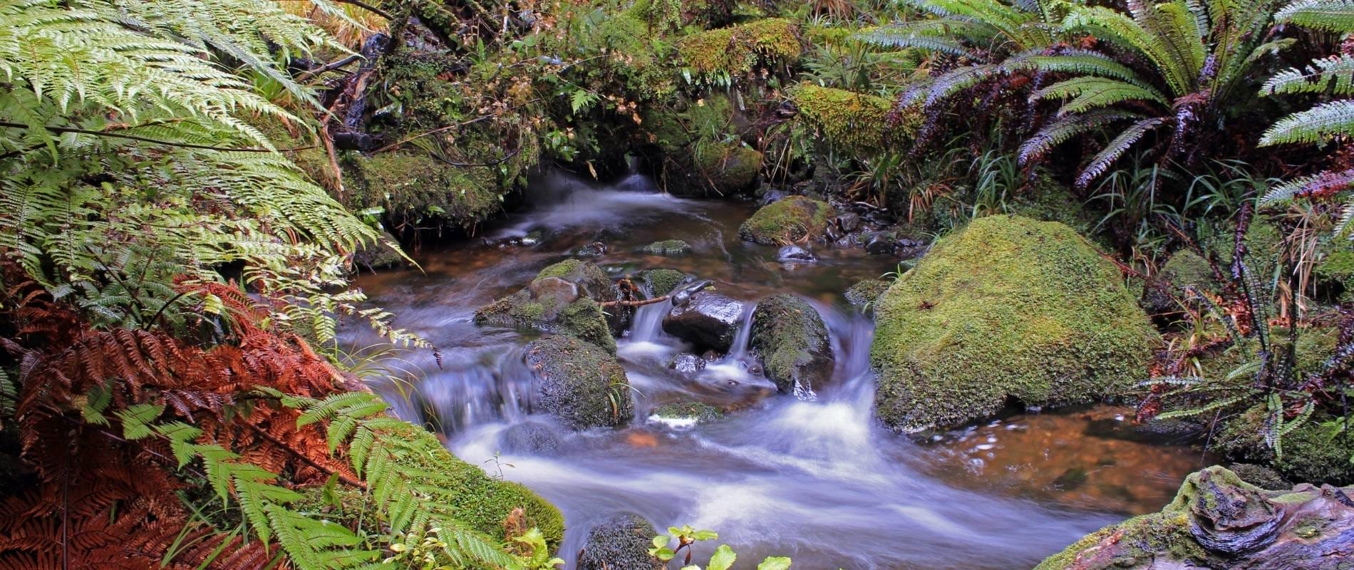 Rakiura Track An Epic Adventure You Can't Miss!