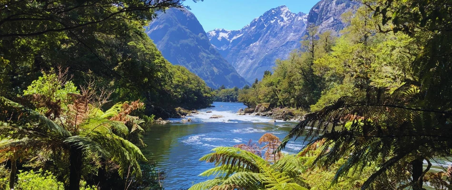 The Milford Track A Walk to Remember!