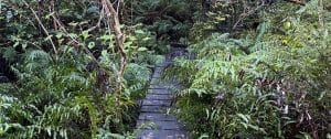 Get Your Walking Boots Ready for Kowai Bush Walk