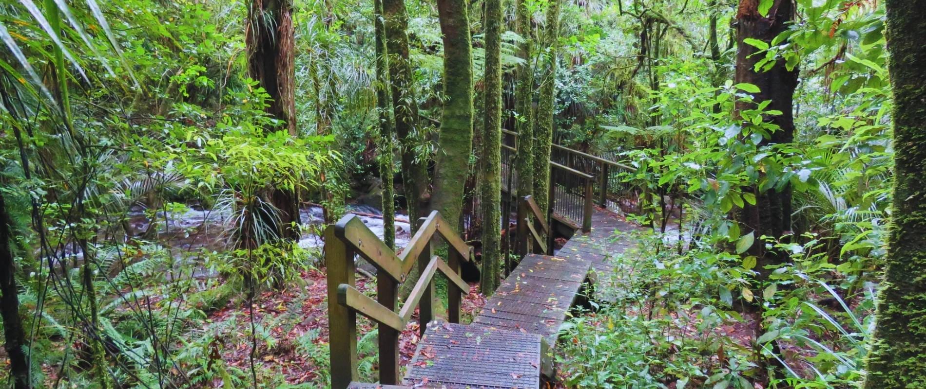 Mangakara Nature Walk on Mt Pirongia