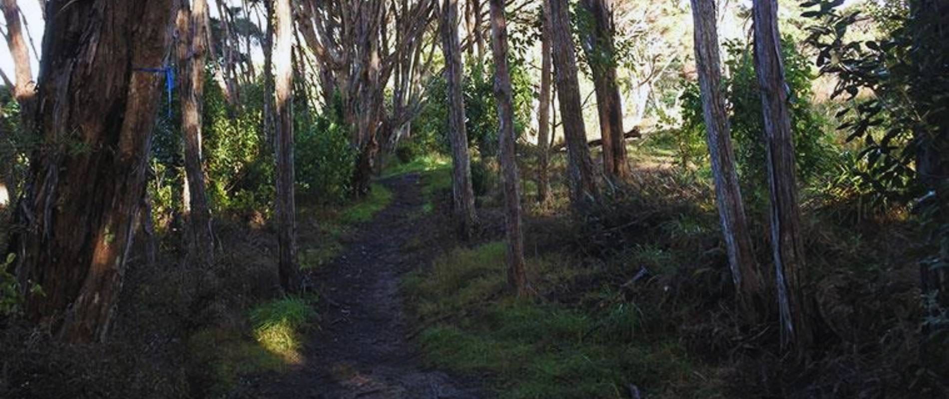 Te Toki Reserve Loop Waiheke Island